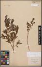 Foto von Salix aurita L. x Salix repens L.